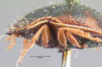 Media type: image;   Entomology 128 Aspect: head lateral view